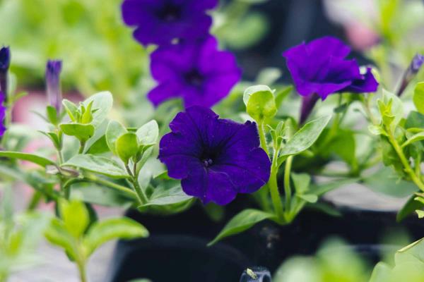 Easy Wave&reg; Petunia E3 Blue 4"