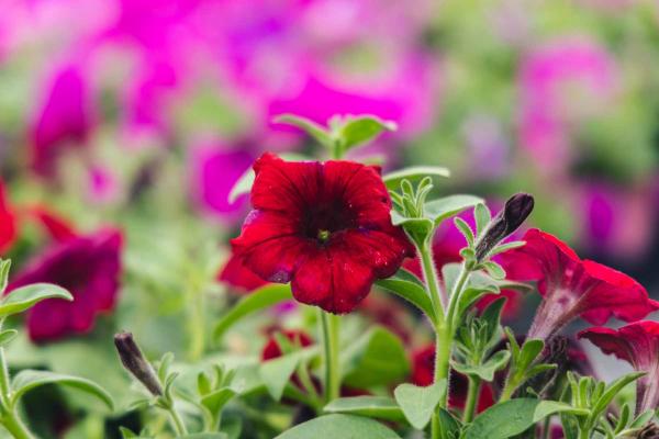 Easy Wave&reg; Petunia E3 Red 4"