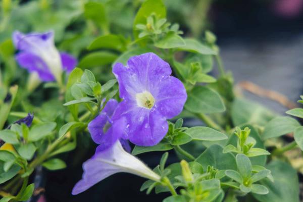 Petunias