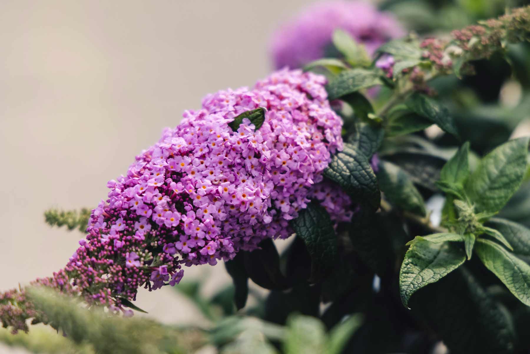 Butterfly Bush Pugster Pinker&reg; 3 Gallon