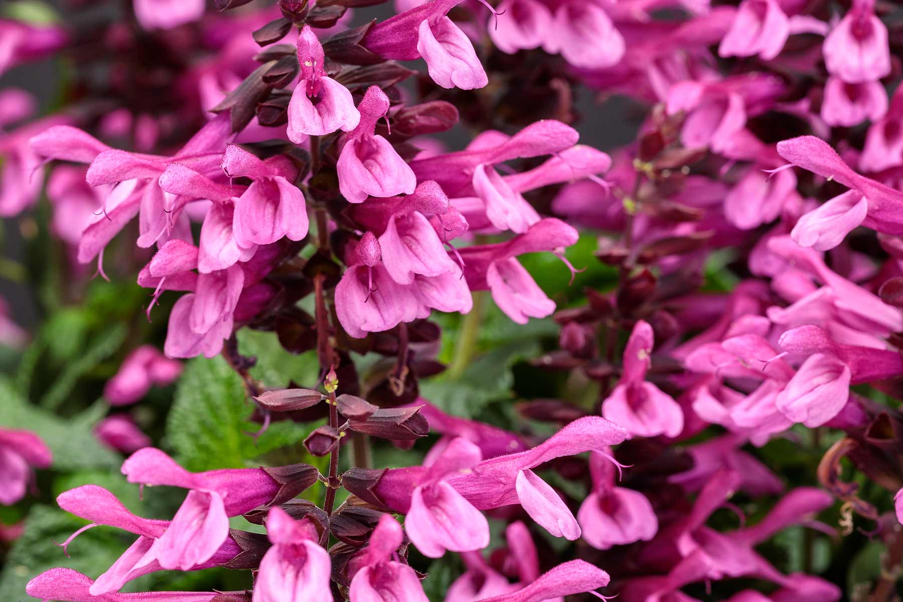 Flowering Sage Unplugged&reg; Pink&trade; 8 Inch