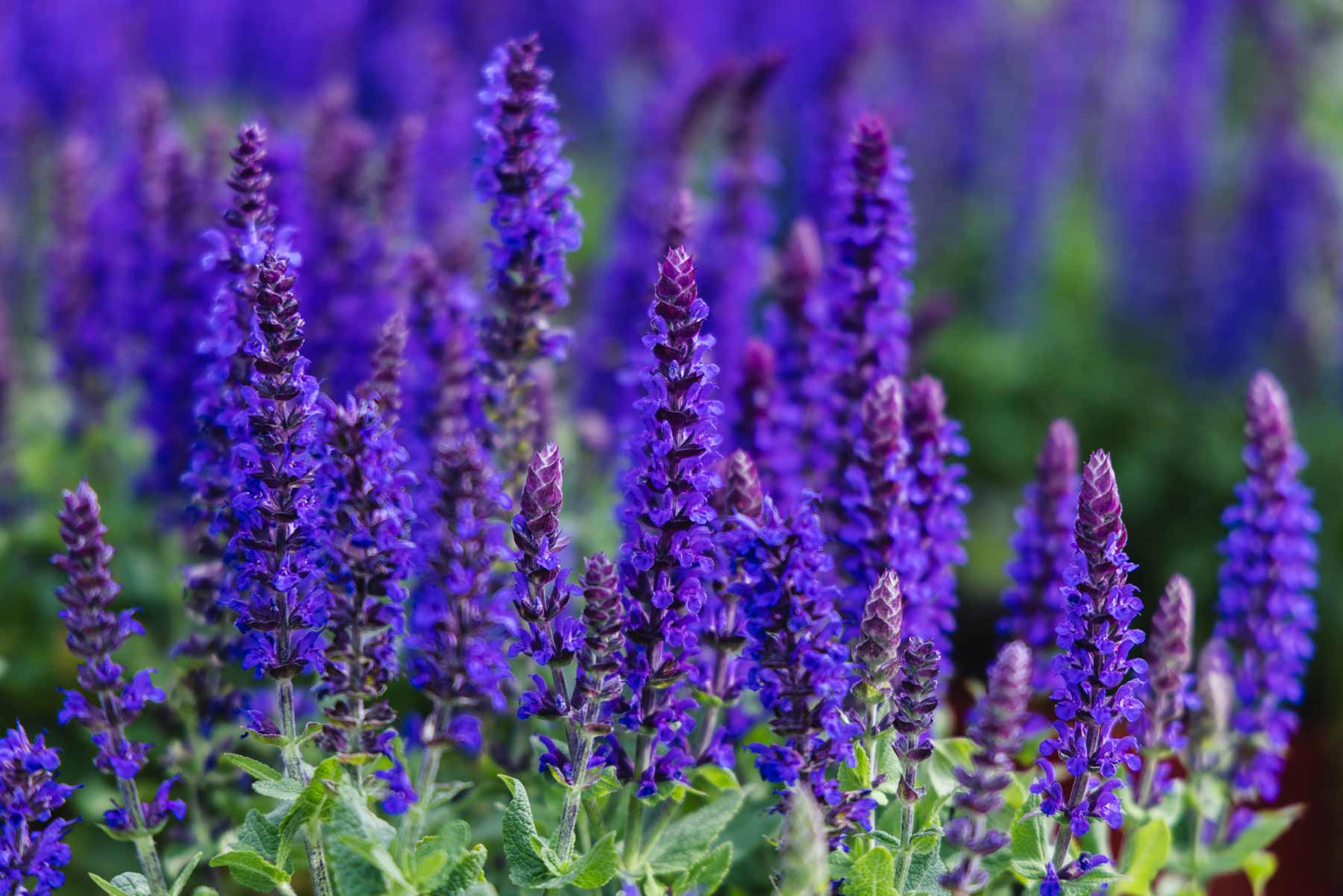 Meadow Sage 'Adora Blue' 2 Gallon