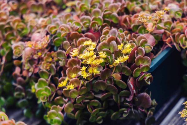 Chinese Stonecrop Market Basket