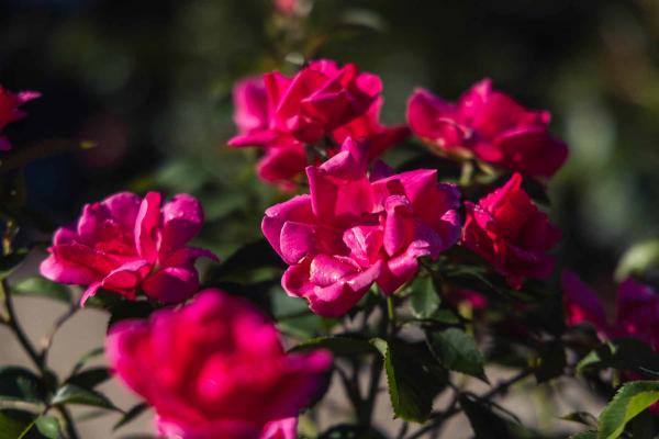 Grandiflora Rose Pink Flamingo&trade; 3 Gallon