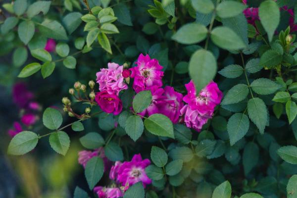 Shrub Rose Pretty Polly&reg; Pink 5 Gallon