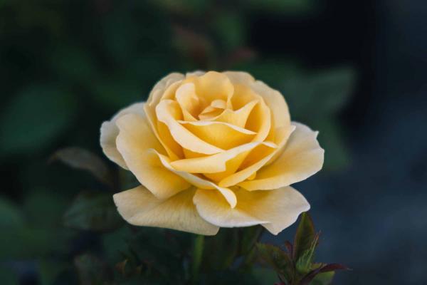 Grandiflora Rose Sunshine Daydream&trade; 5 Gallon