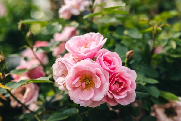 Miniature Rose Tree Sunblaze&reg; Sweet Patio Pot