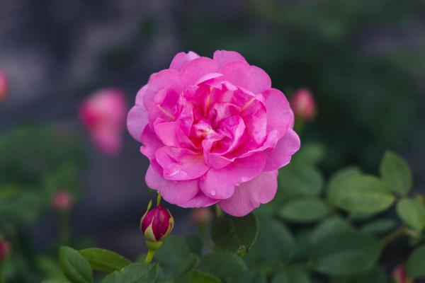 Departments - Grandiflora Rose Sitting Pretty™ 5 Gallon