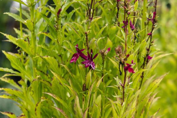 Cardinal Flower 'Fan Burgundy' 2 Gallon