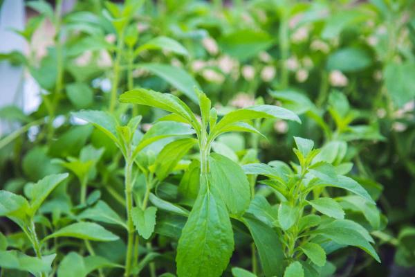 Stevia 3.5 Inch