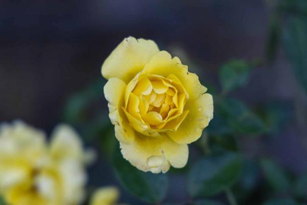 Climbing Rose 'Golden Showers' 5 Gallon