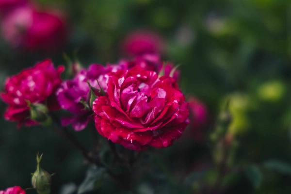 Miniature Rose Sunblaze&reg; Candy 5 Gallon