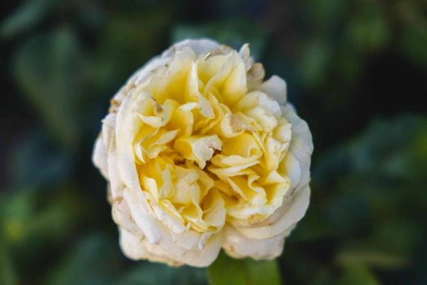 Hybrid Tea Rose Moonlight Romantica&reg; 5 Gallon