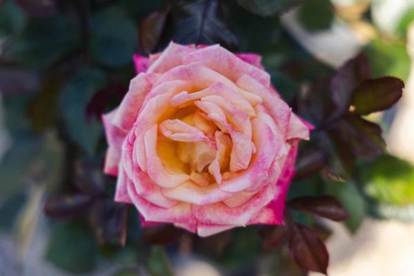 Hybrid Tea Rose Enchanted Peace&trade; 5 Gallon