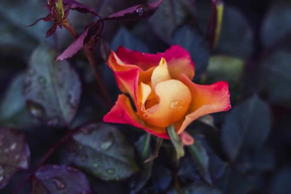 Floribunda Rose Sunset Horizon&trade; 5 Gallon