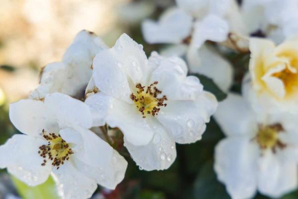 Shrub Rose White Knock Out&reg; 3 Gallon