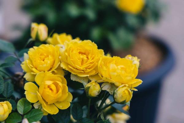 Miniature Rose Tree Yellow Sunblaze&reg; Patio Pot