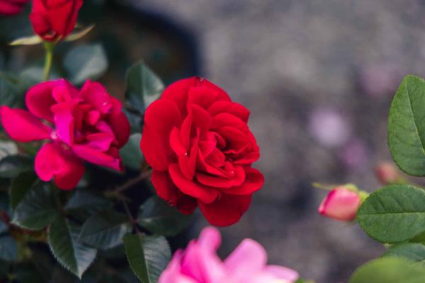 Grandiflora Rose 'Ruby Red' 5 Gallon