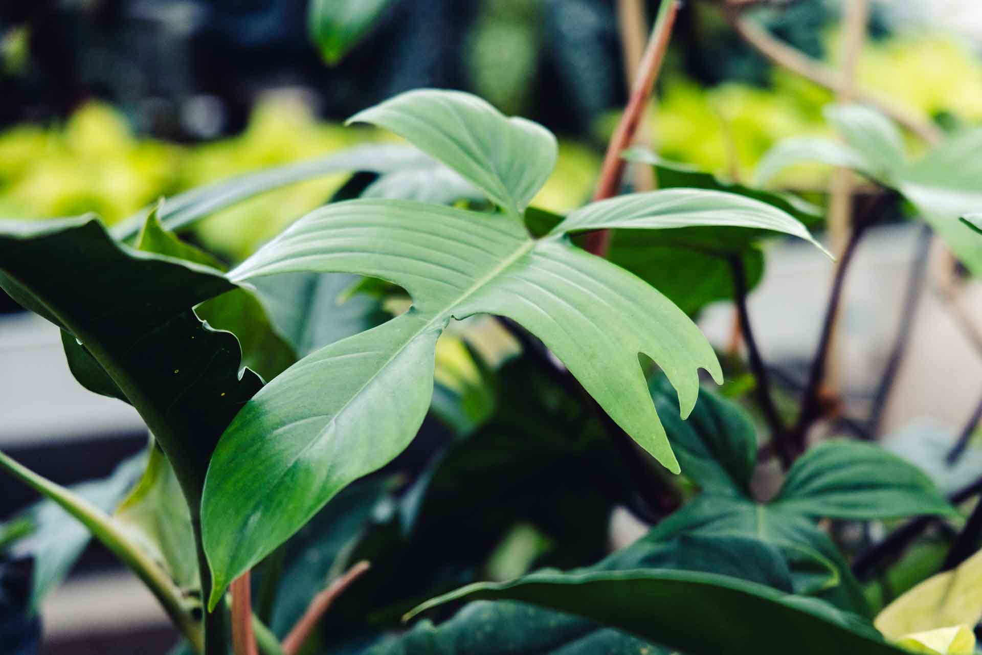 Philodendron 'Florida Green' 17CM (7")