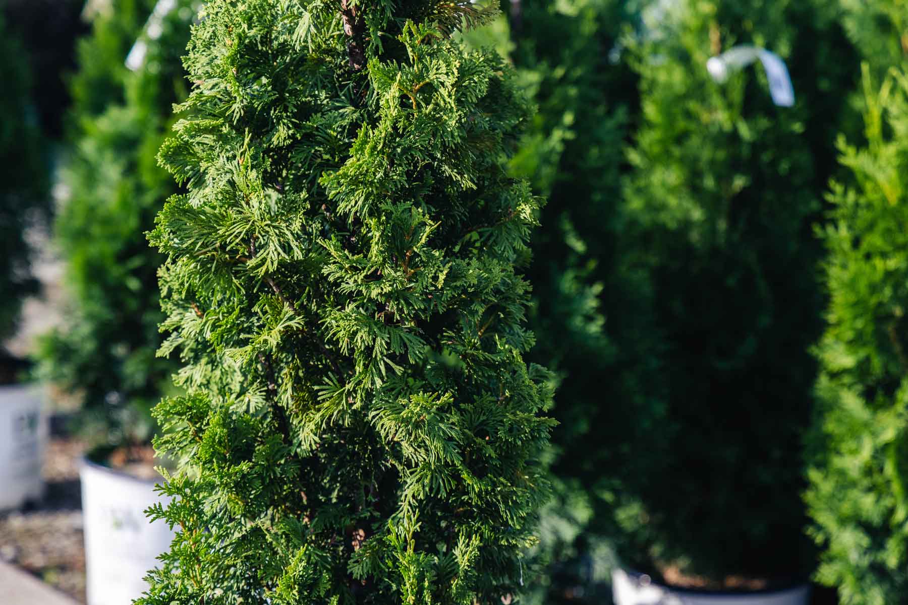 Arborvitae 'Degroot's Spire' 5 Gallon