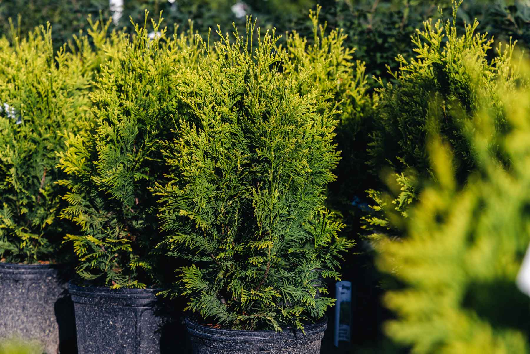 Arborvitae Cheer Drops&reg; 3 Gallon