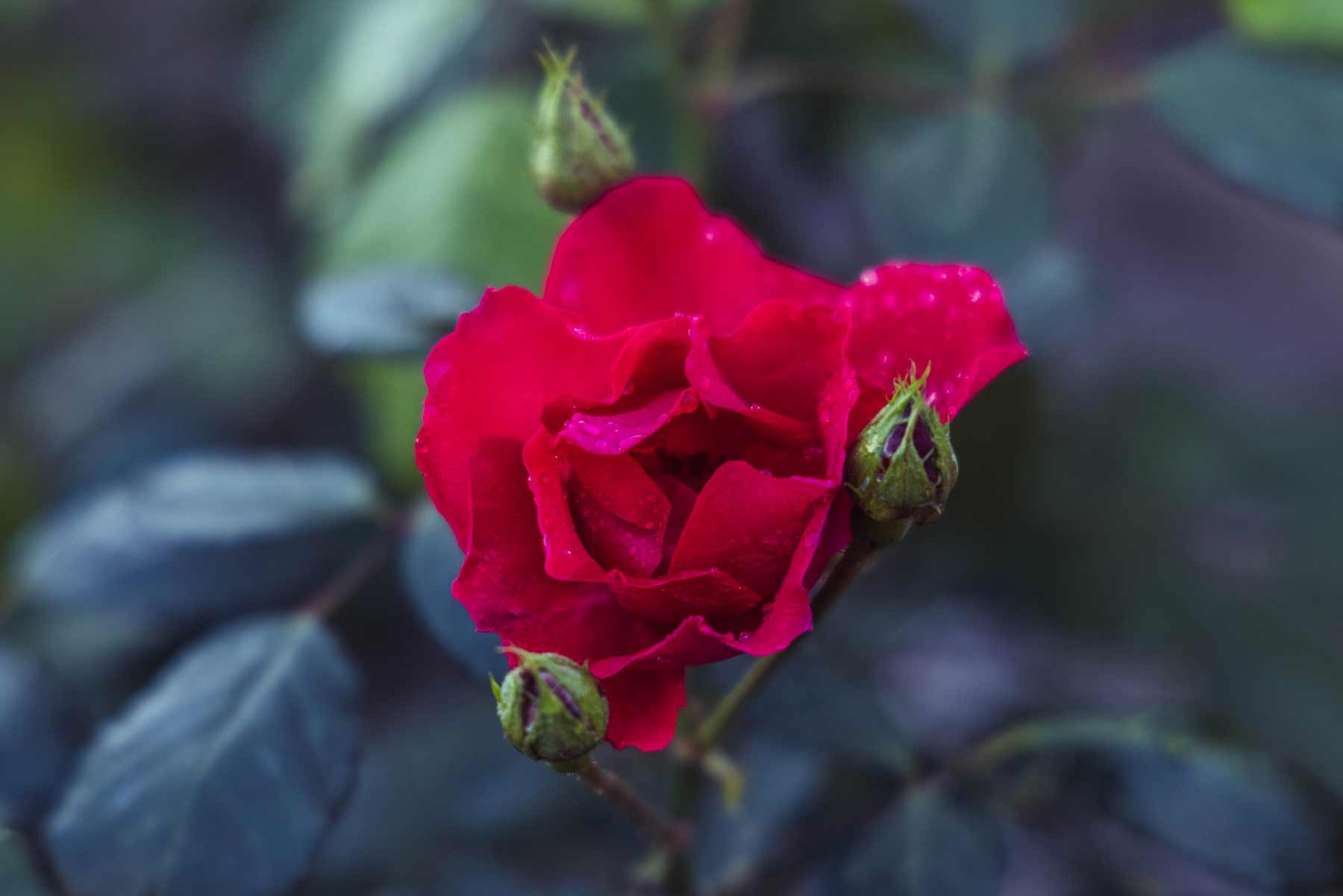 Climbing Rose 'Zephirine Drouhin' 5 Gallon