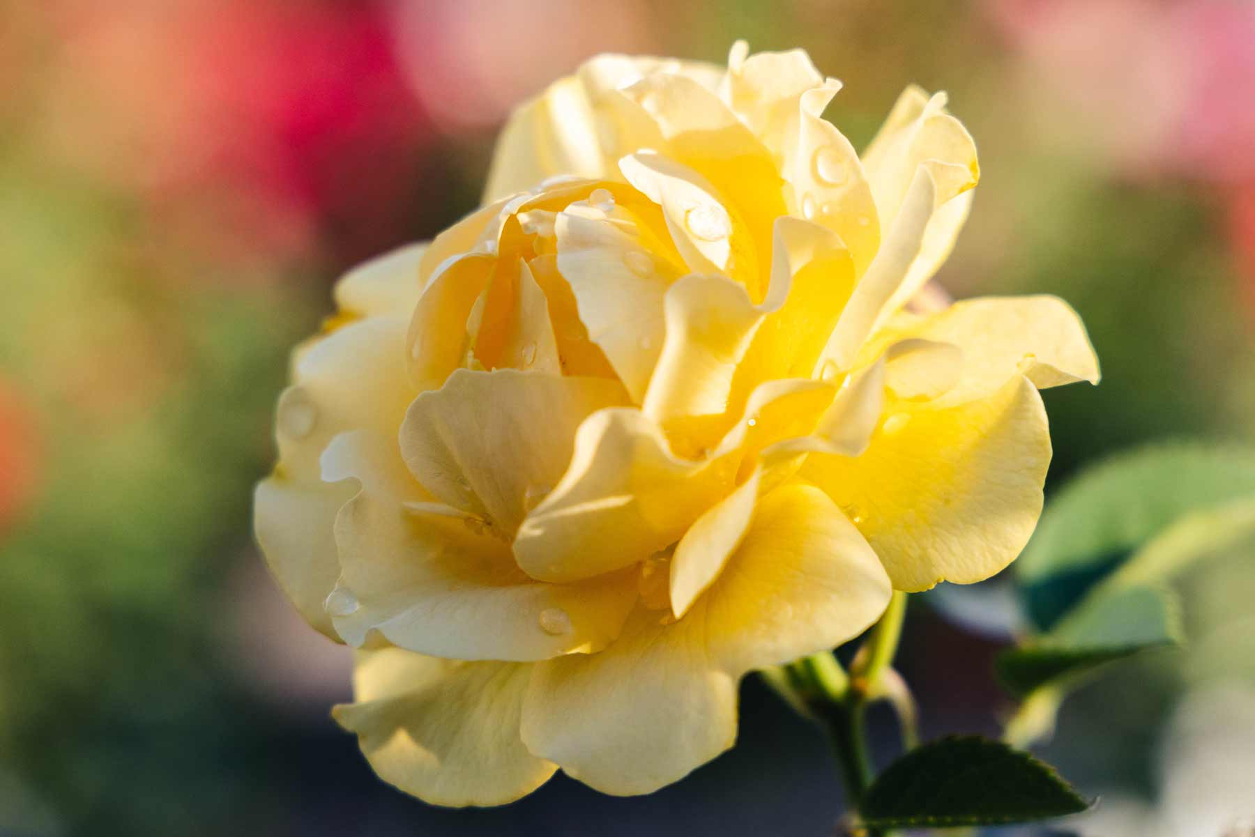 Floribunda Rose 'Julia Child' 5 Gallon