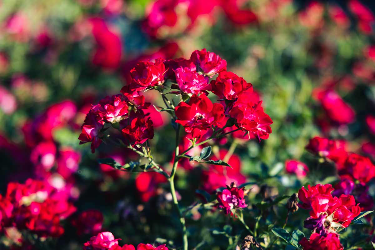 Groundcover Rose Red Drift&reg; 2 Gallon