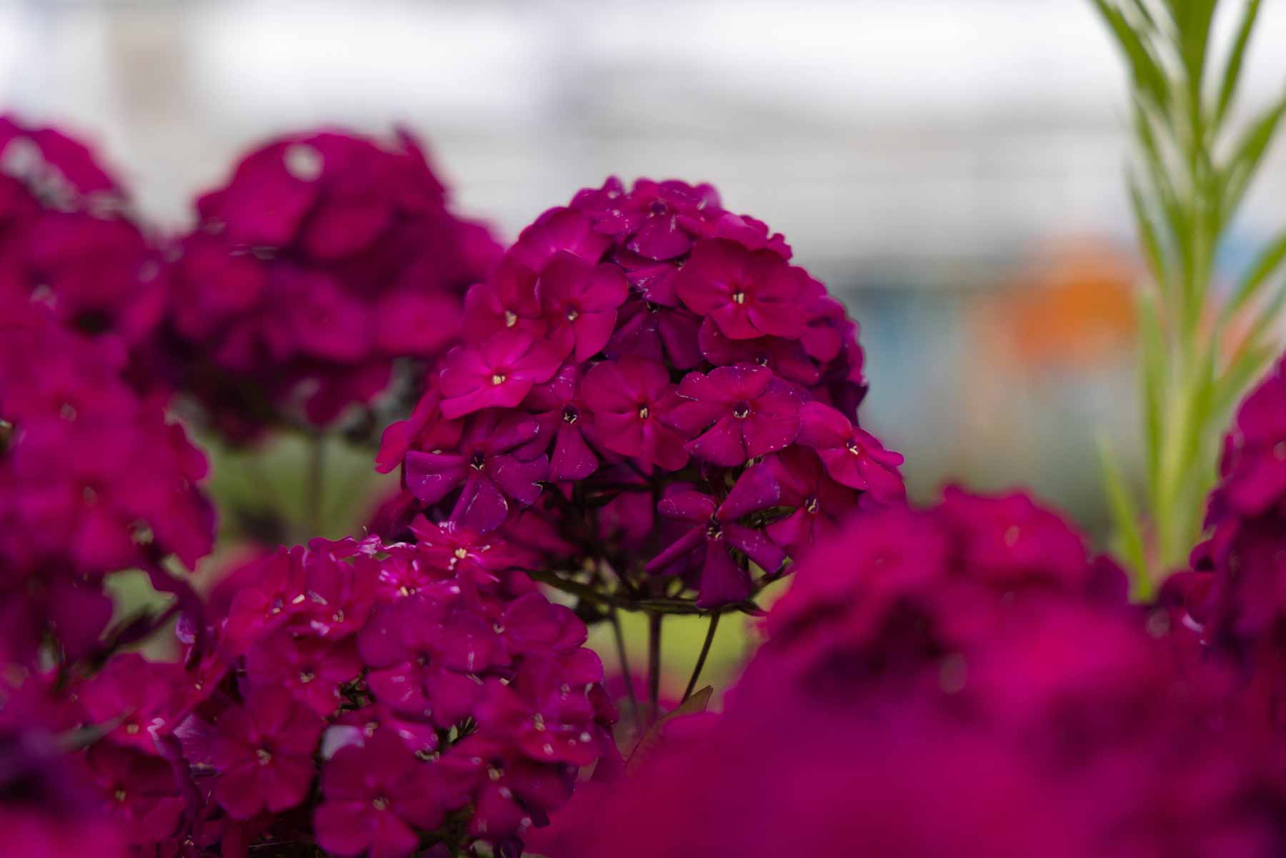 Summer Phlox Luminary&trade; Ultraviolet 1 Gallon