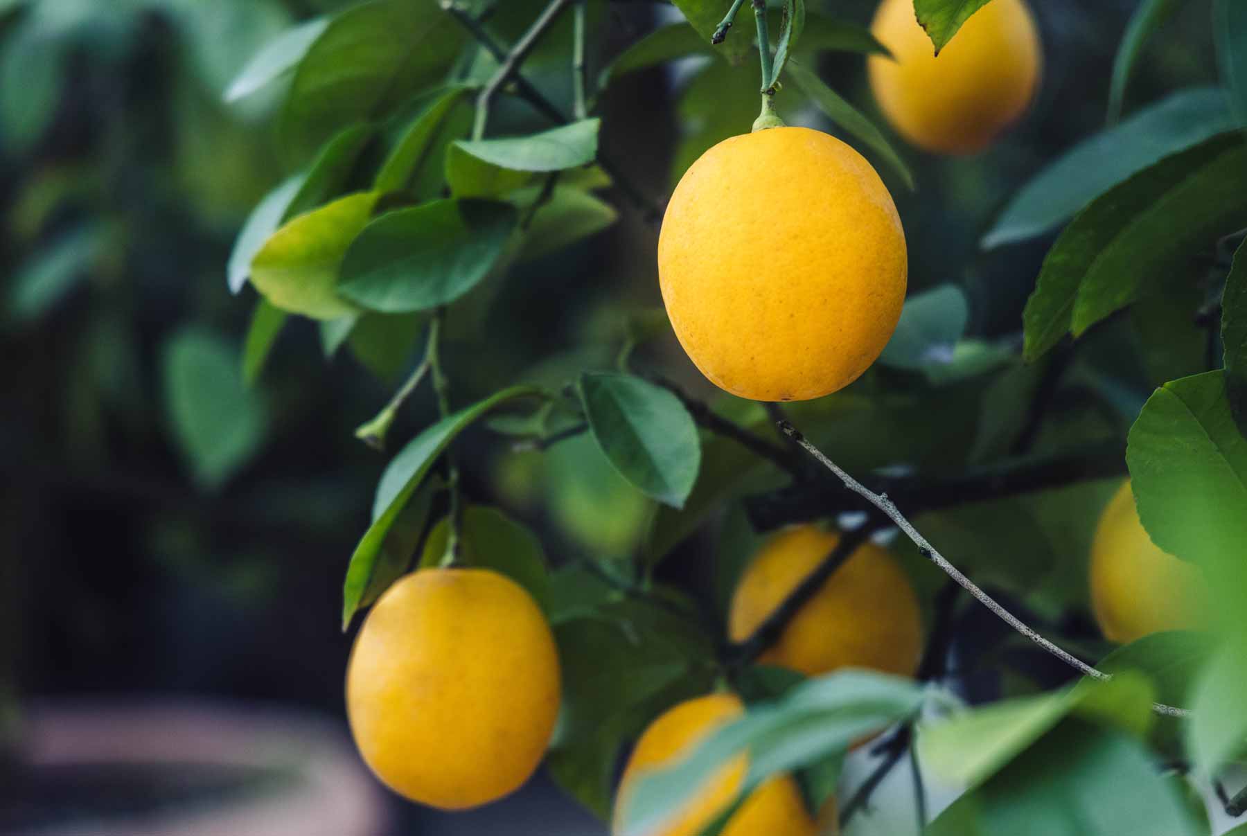 Citrus Meyer Lemon 1 Gallon