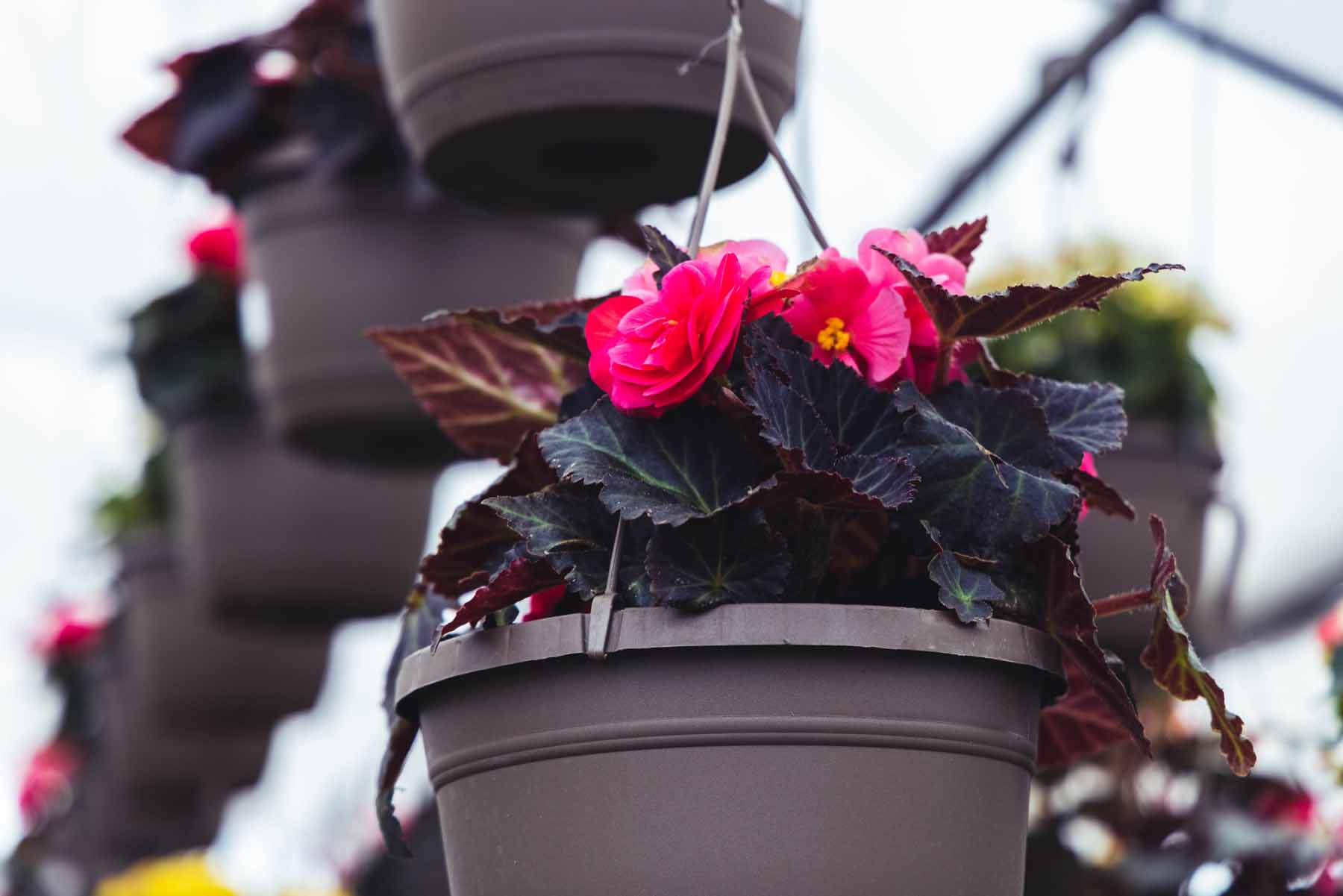 Begonia Double Assorted 10" Hanging Basket