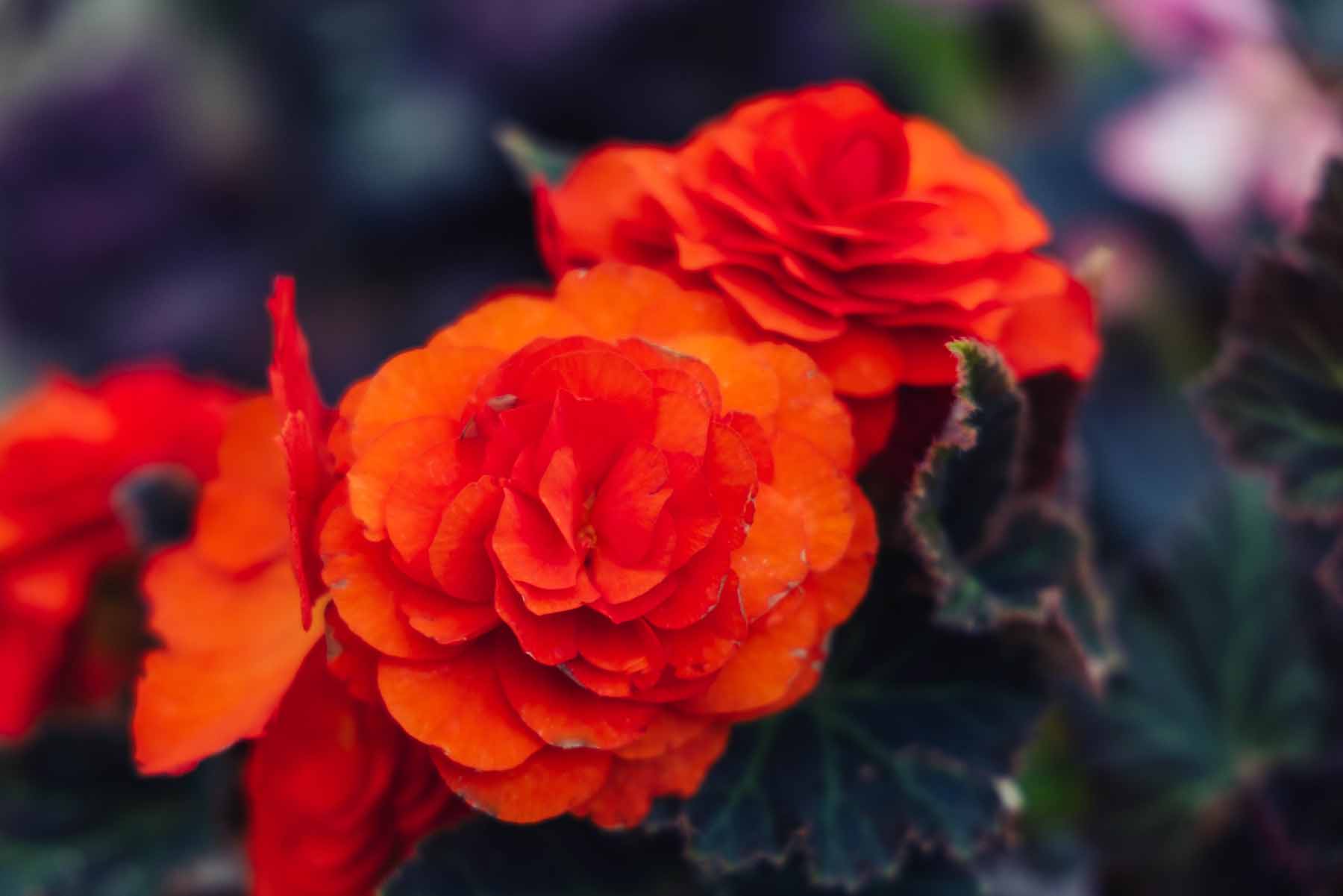 Begonia Nonstop&reg; Mocca Orange Quart