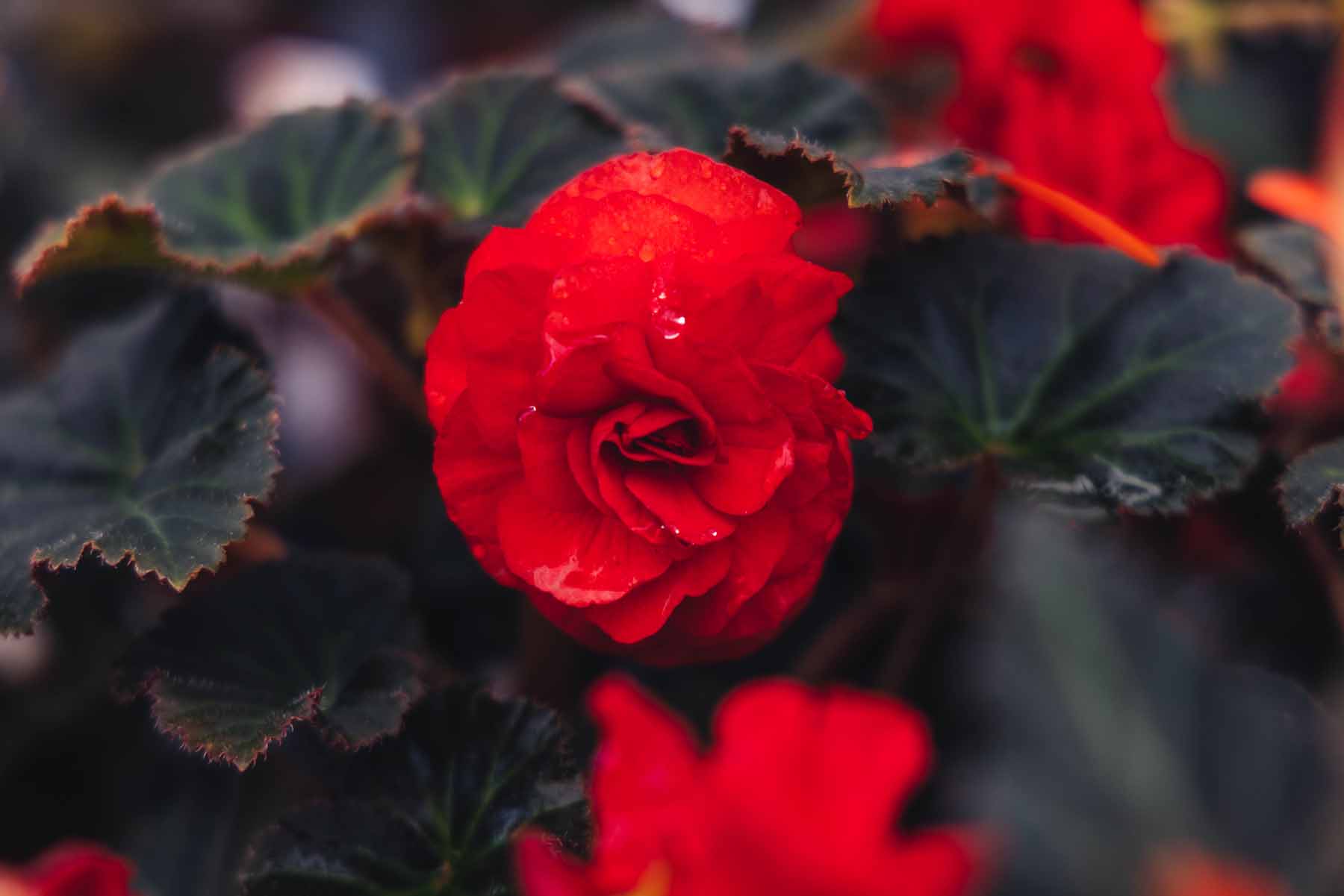 Begonia Nonstop&reg; Mocca Scarlet Quart