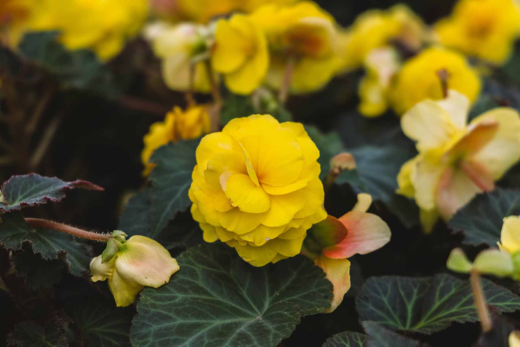 Begonia Nonstop&reg; Mocca Yellow 8 Inch