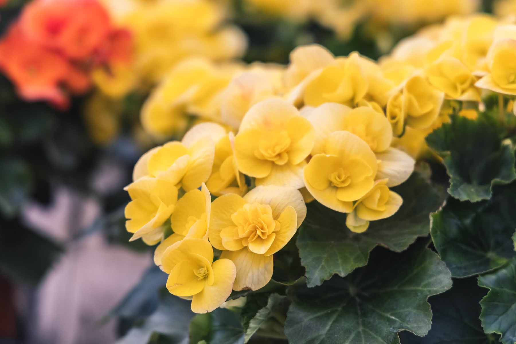 Rieger Begonia 'Blitz' Quart