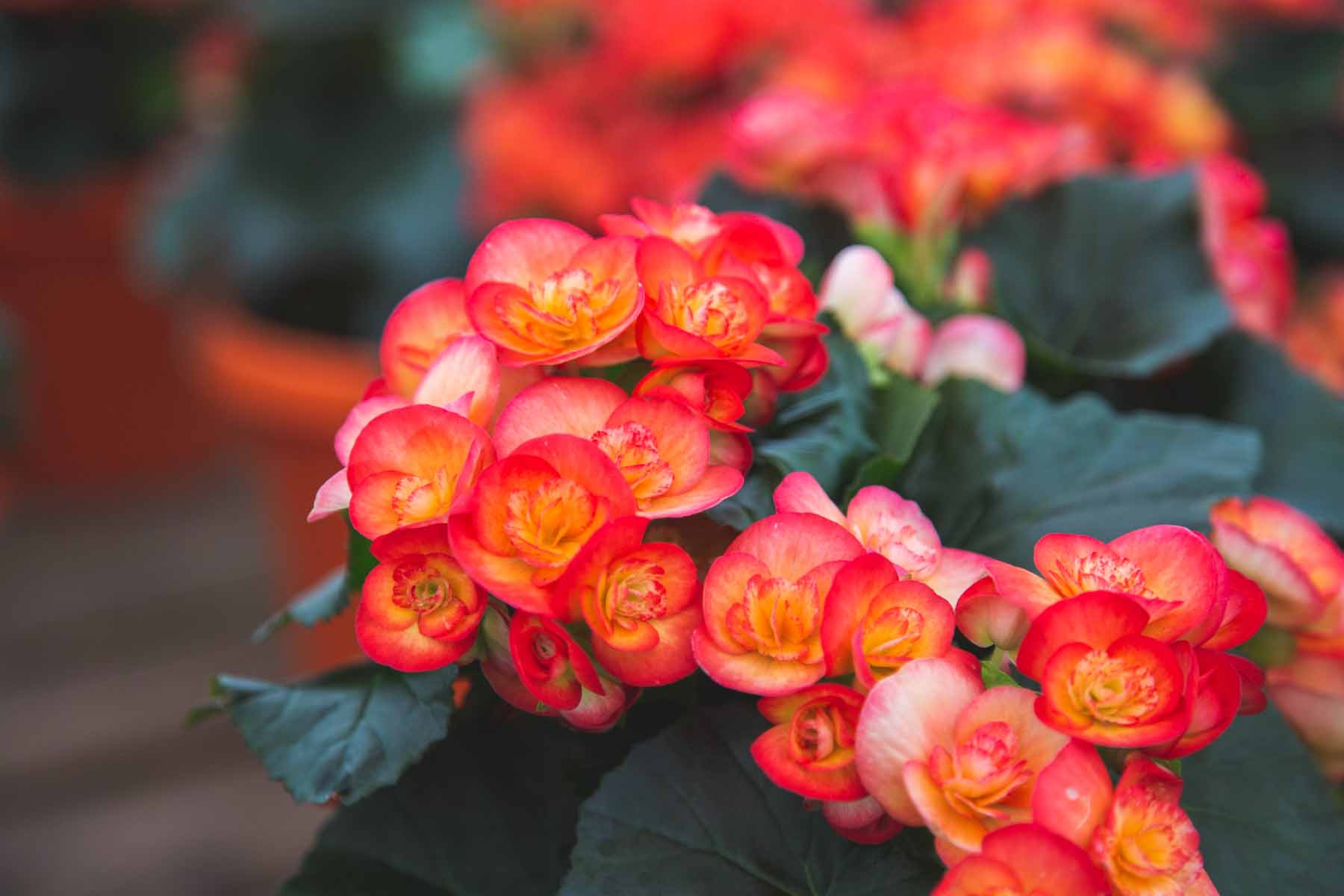 Rieger Begonia 'Carneval' 8 Inch