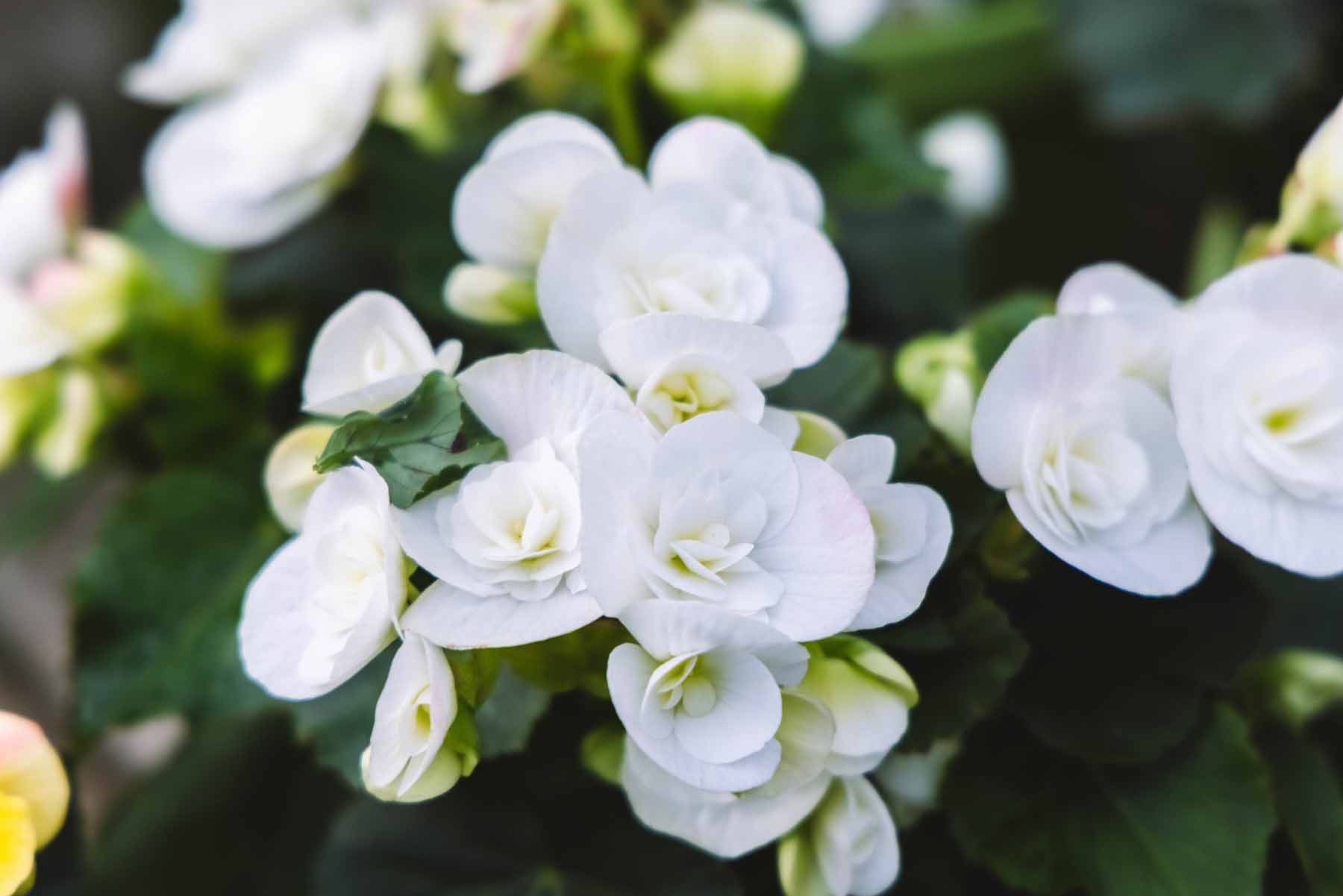 Rieger Begonia 'Clara' 8 Inch