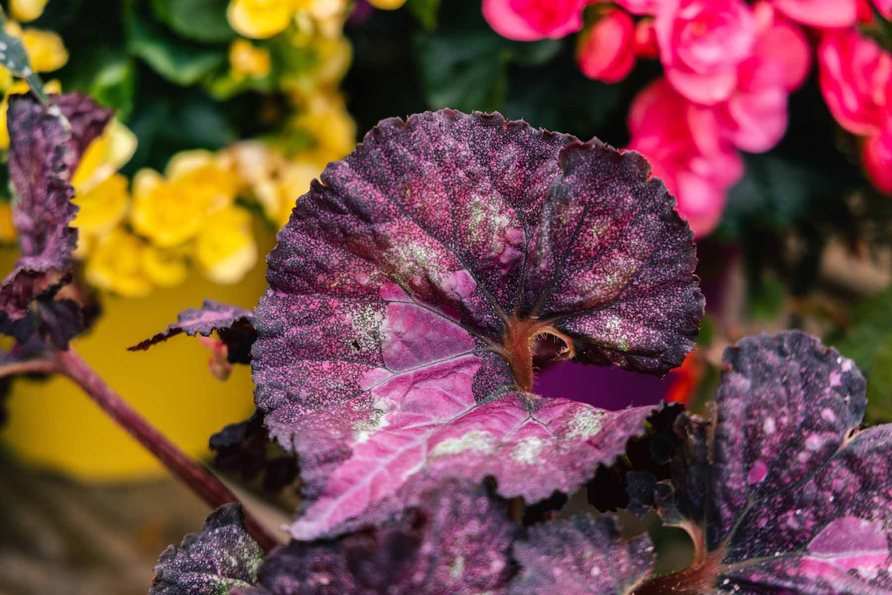 Rex Begonia Assorted 6 Inch