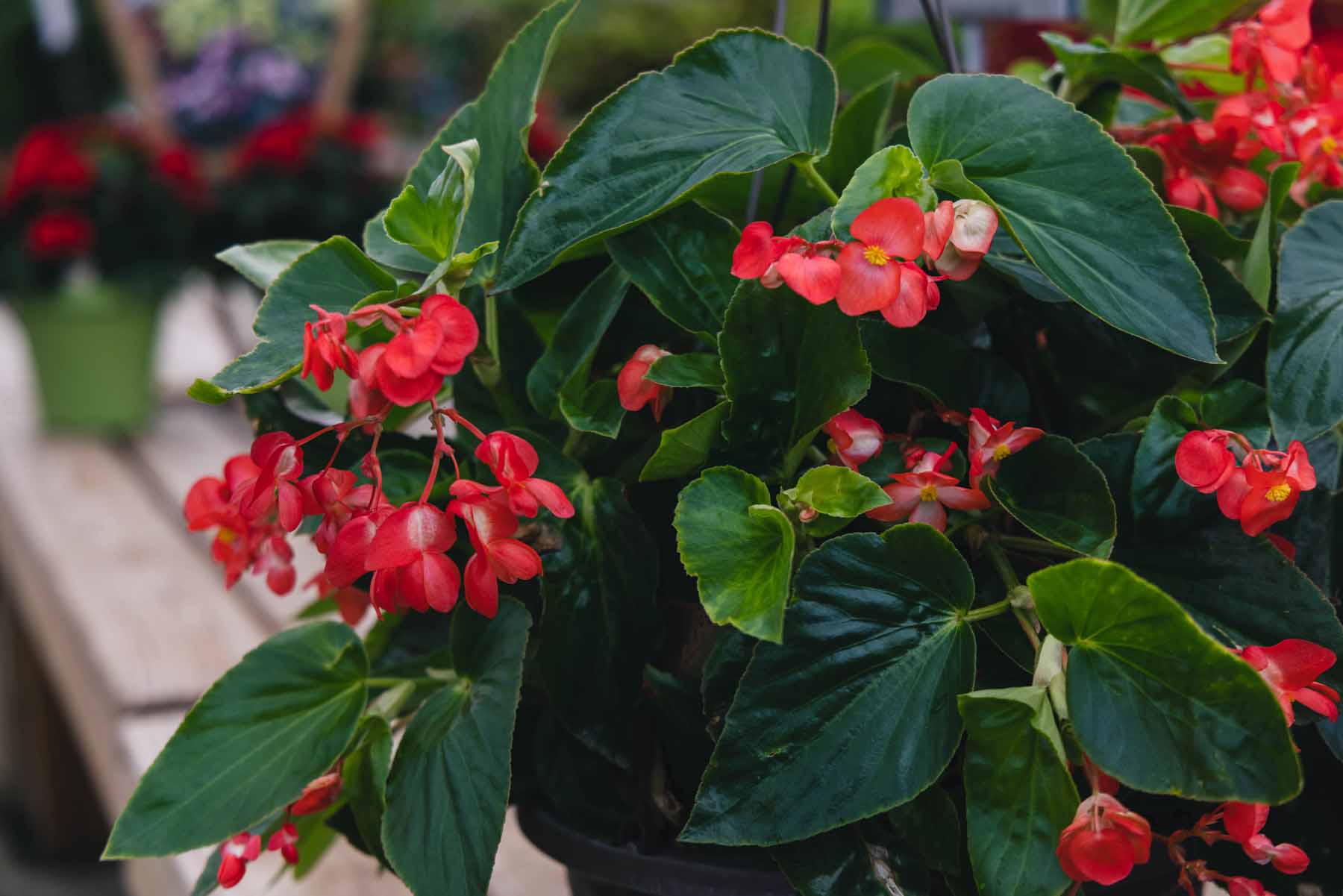 Begonia 'Dragon Wing' 12" Hanging Basket