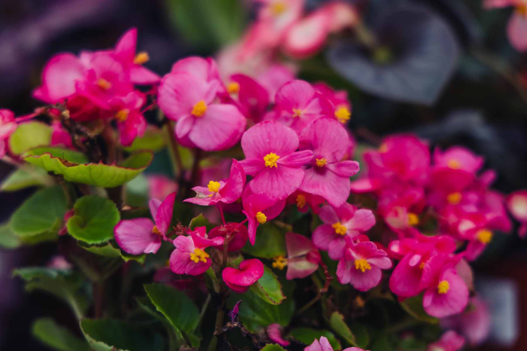 Wax Begonia 'Super Olympia Rose' 6 Pack/Flat