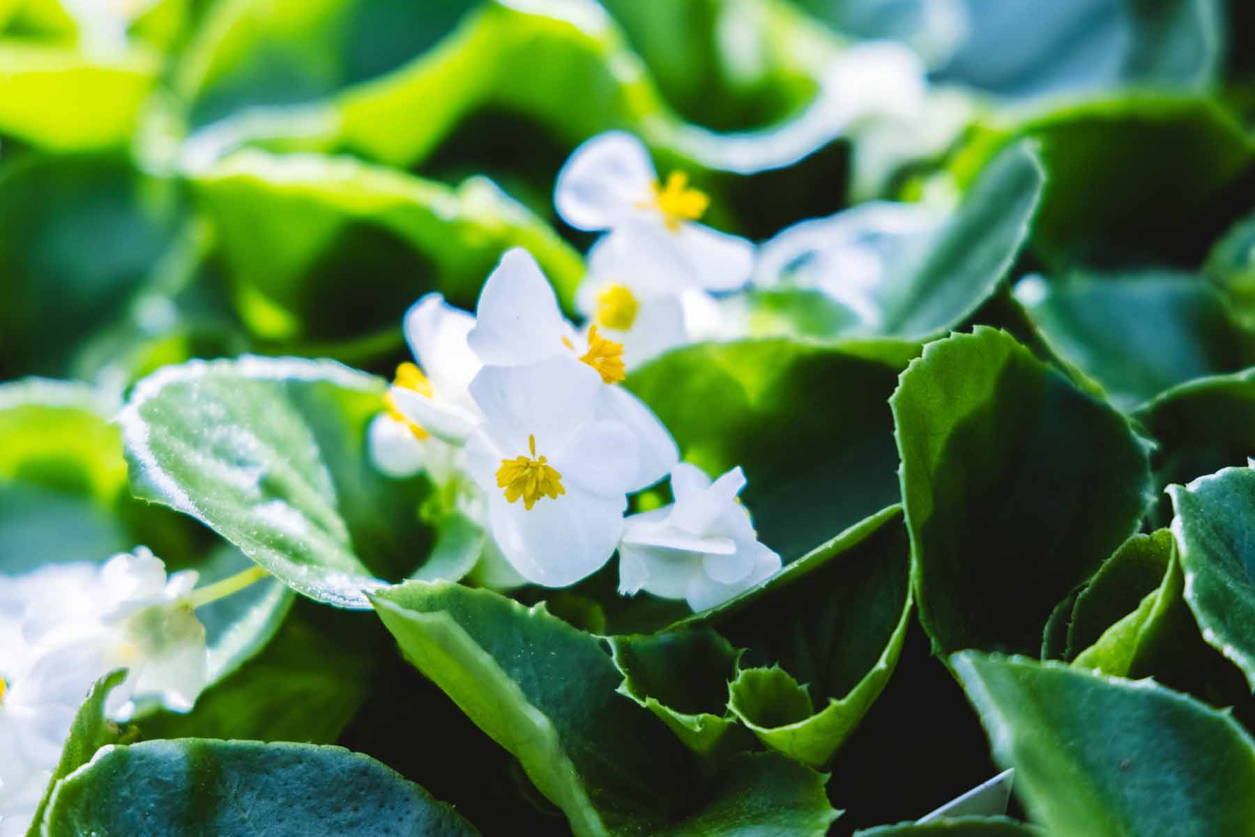 Wax Begonia 'Super Olympia White' 6 Pack/Flat