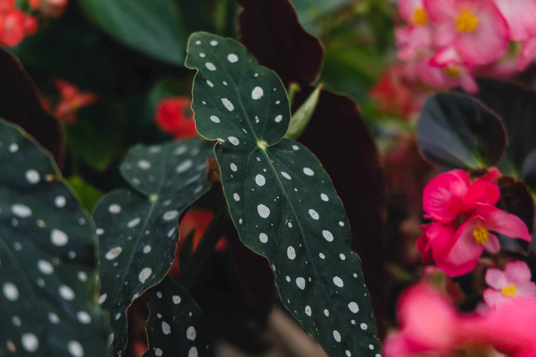 Begonia Polka-Dot Angel Wing 4 Inch