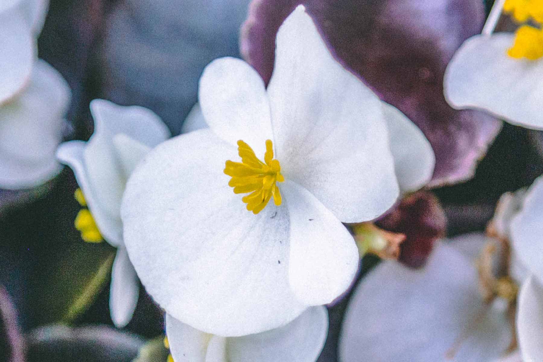 Wax Begonia 'Bada Boom White' 4 Inch