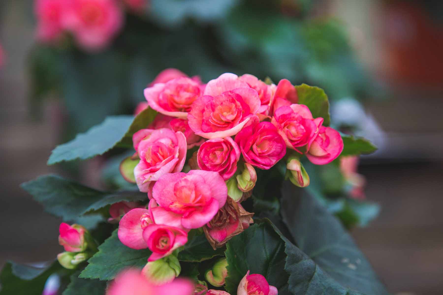Rieger Begonia 'Dark Netja' Quart