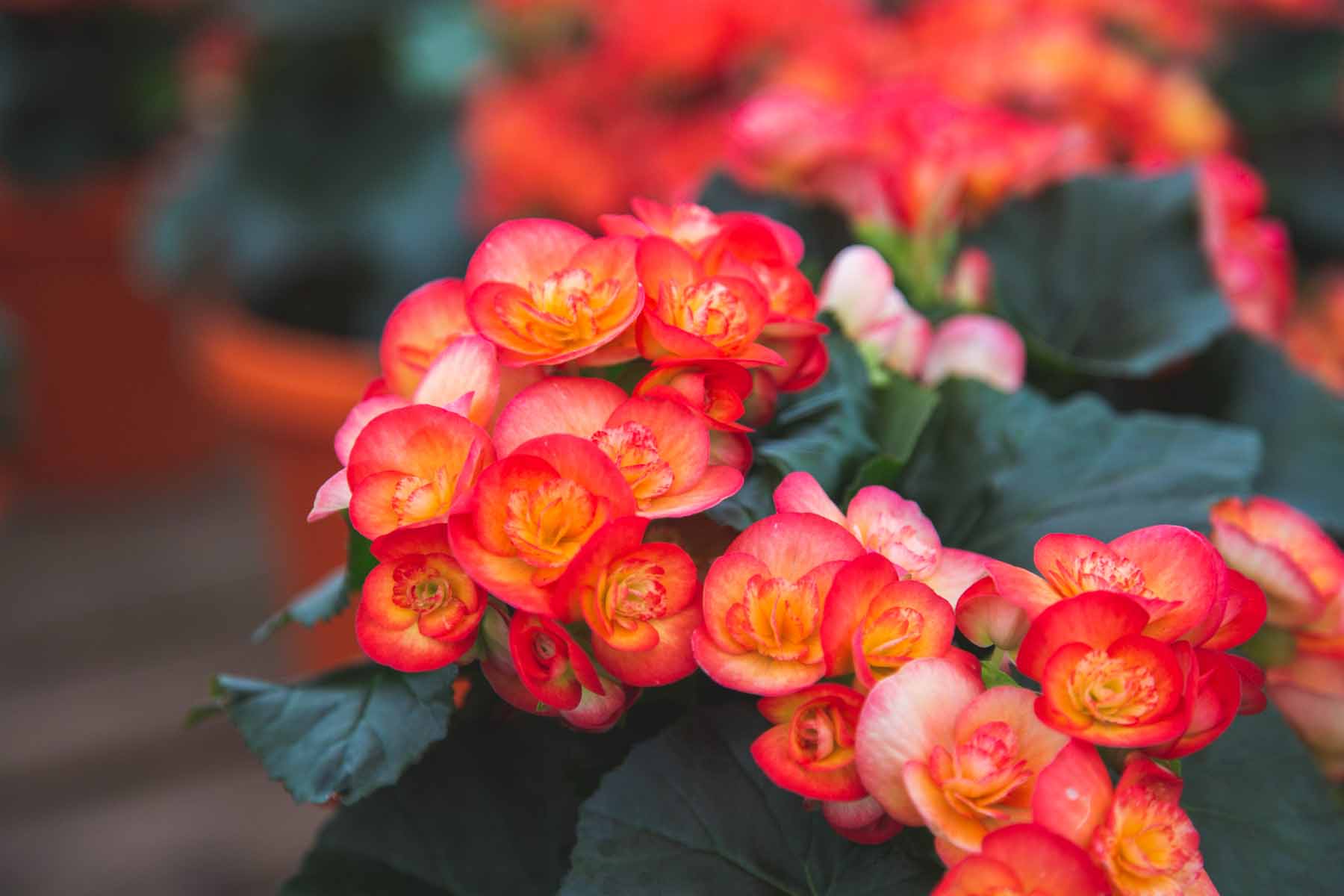 Rieger Begonia 'Carneval' Quart