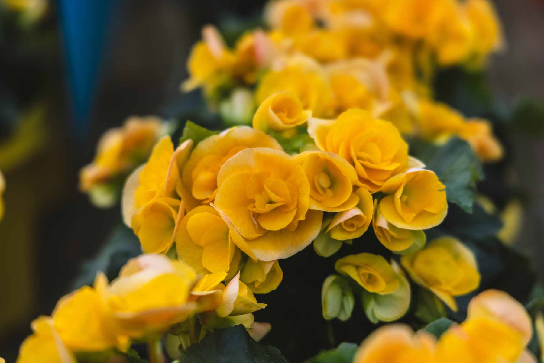 Rieger Begonia 'Nadine' 8 Inch