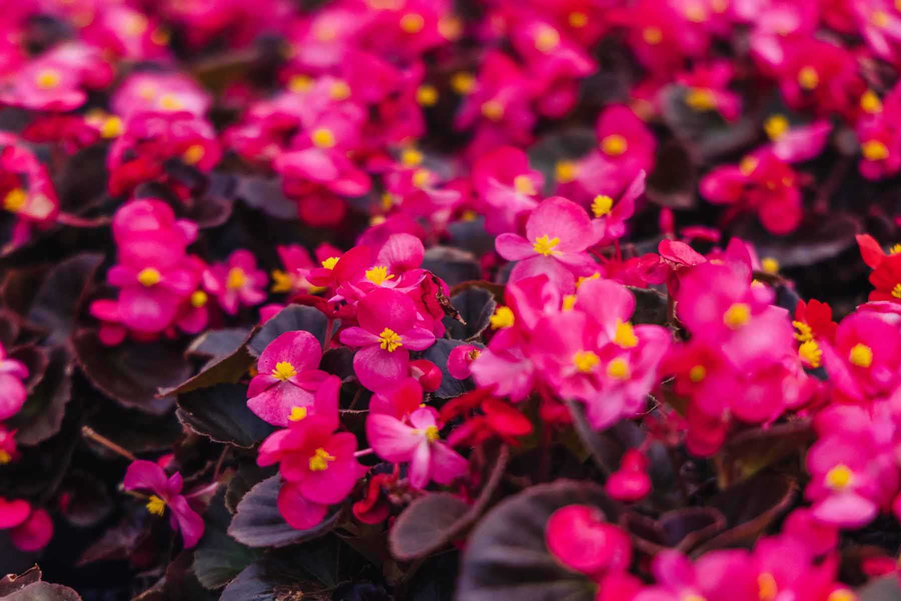 Wax Begonia 'Nightlife Deep Rose' 6 Pack/Flat