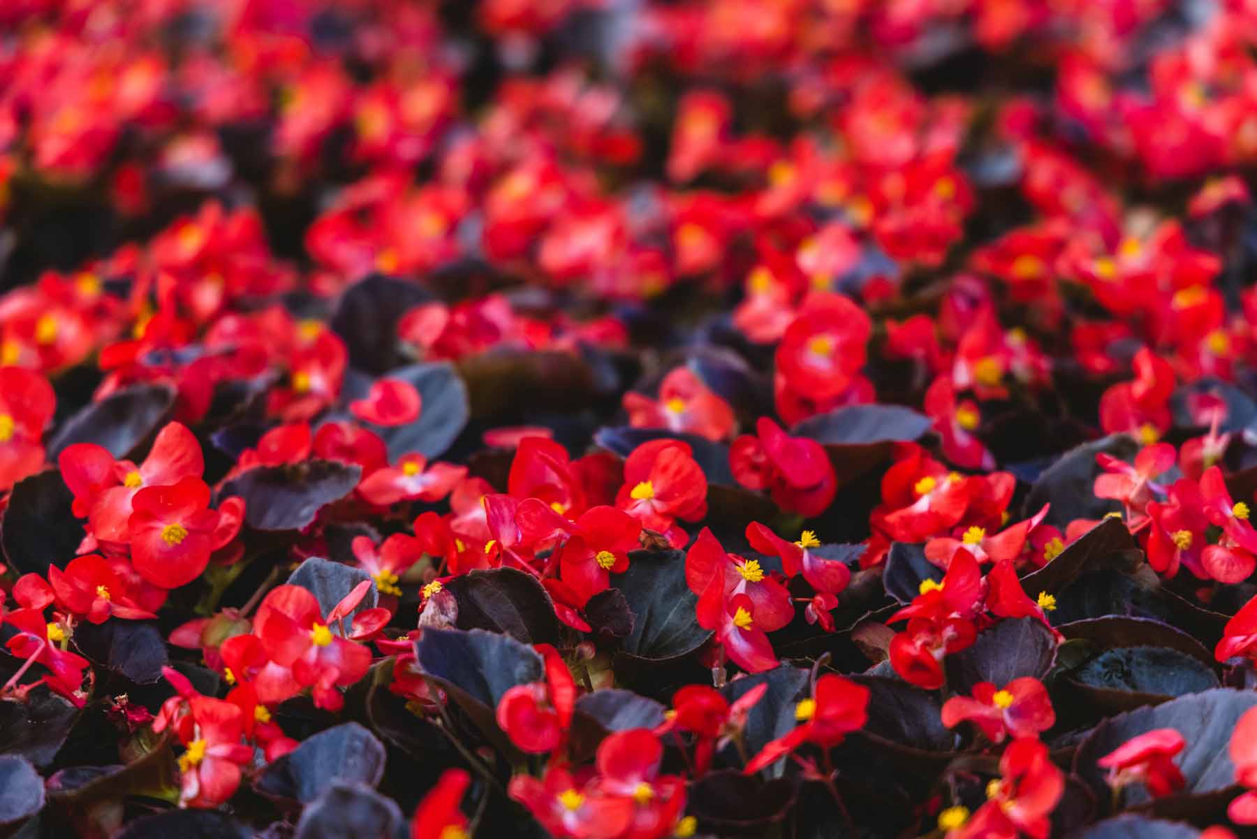 Wax Begonia 'Nightlife Red' 6 Pack/Flat