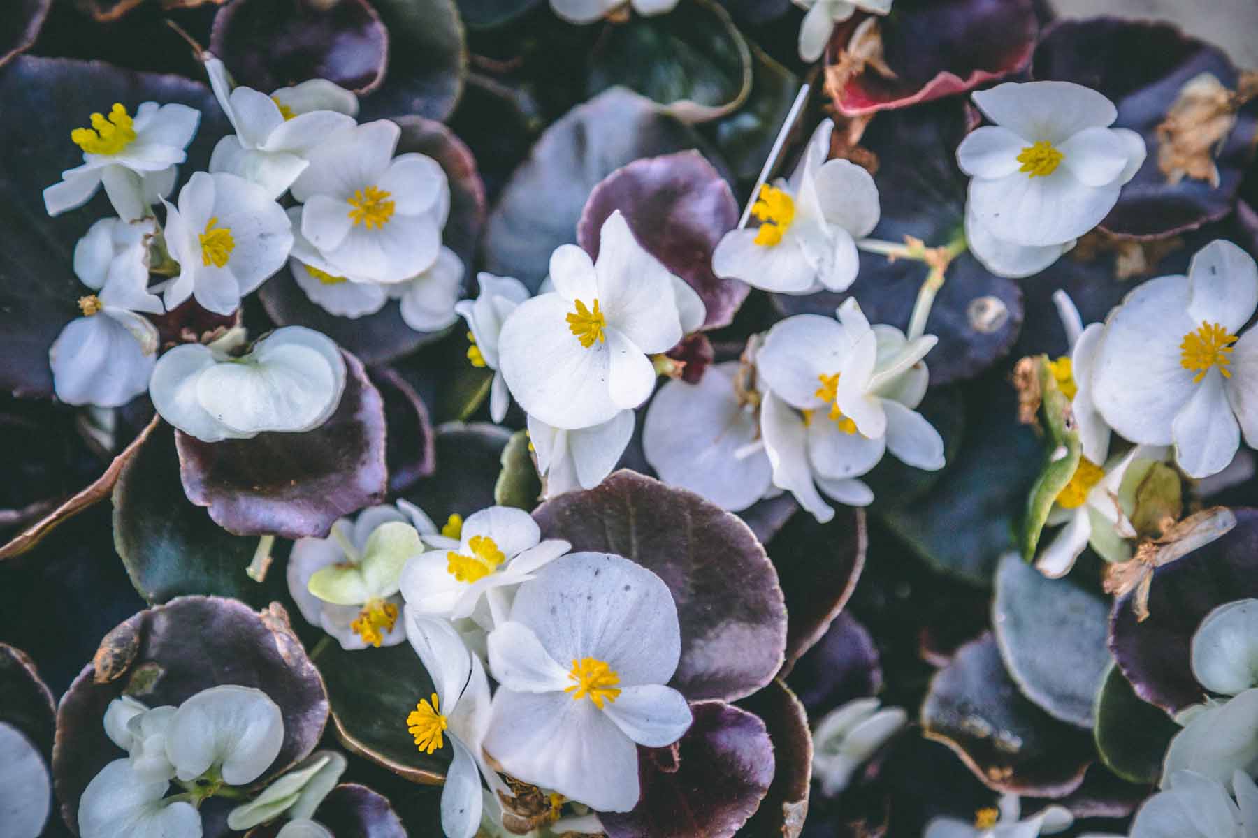 Wax Begonia 'Nightlife White' 6 Pack/Flat