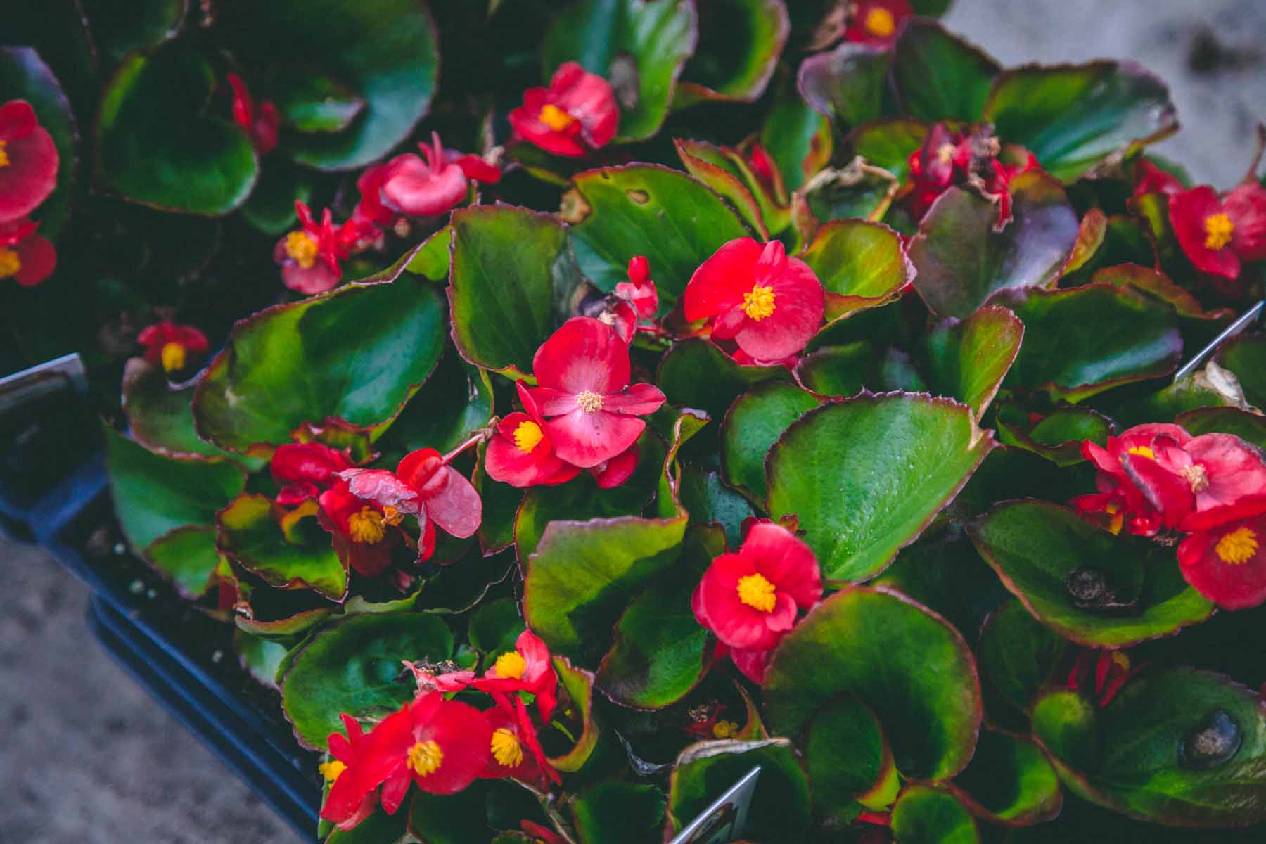 Wax Begonia 'Super Olympia Red' 6 Pack/Flat